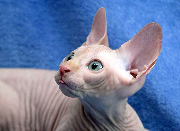 hairless egyptian cat