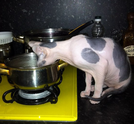 hairless mexican cat