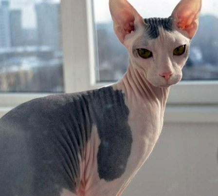 mexican cat with no hair
