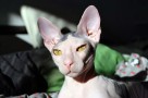 mexican hairless cat
