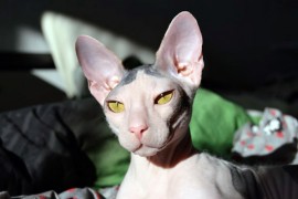 mexican hairless cat