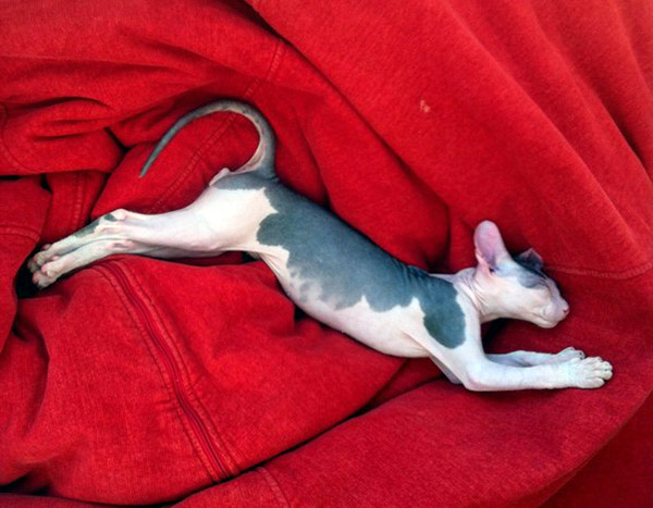 mexican hairless cat sleeping