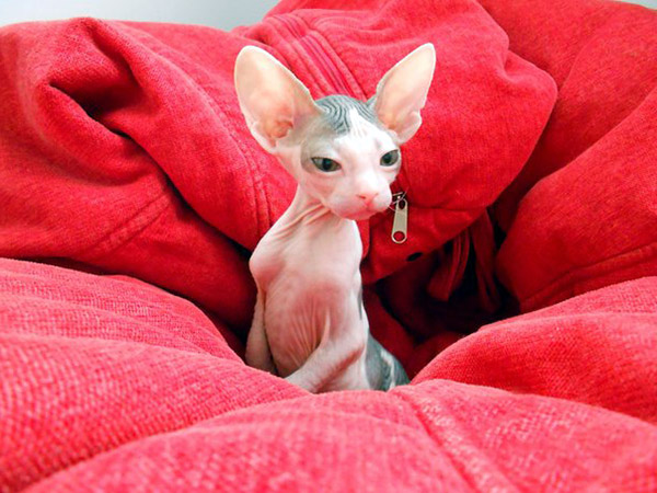 mexican hairless kitten