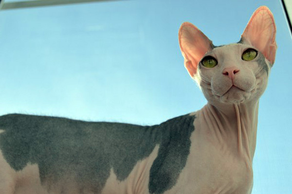 mexican sphynx cat