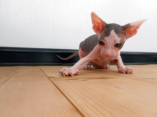 mexican sphynx kitten playing
