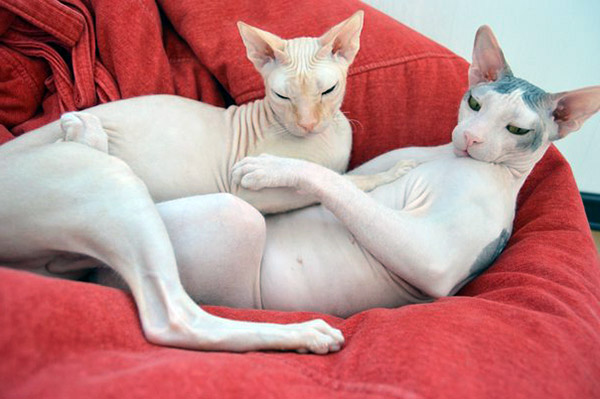 two mexican hairless cats together