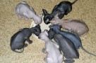 best diet for sphynx cats