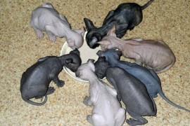 best diet for sphynx cats