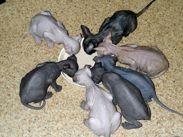 Best Diet For Sphynx Cats