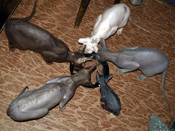 best diet for sphynx