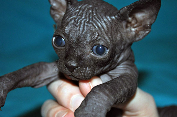 black hairless cat