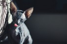 black sphynx