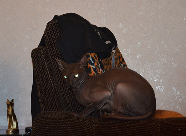 black sphynx cat
