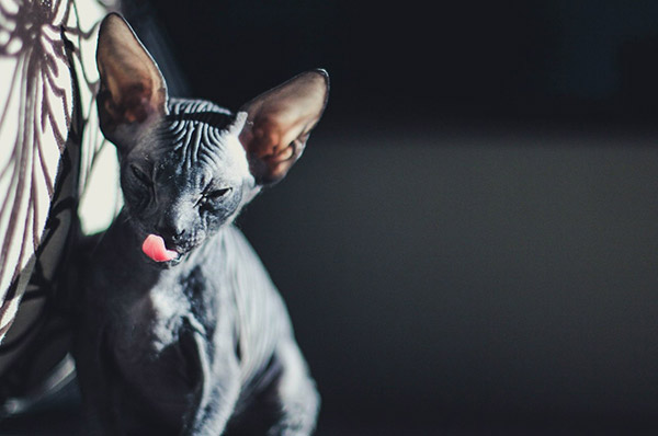 Learn More About Black Sphynx Cat