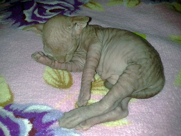 hairless cat kittens