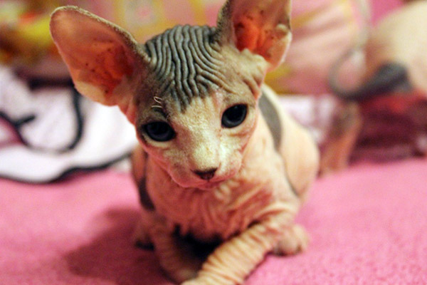 sphynx cat kittens
