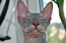 hairless sphynx cat