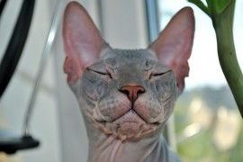 hairless sphynx cat