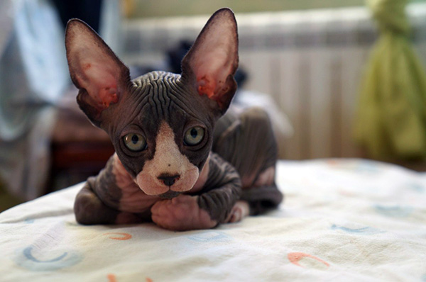 hairless sphynx cat for sale