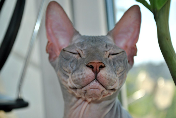 What to Consider When Buying a Hairless Sphynx Cat