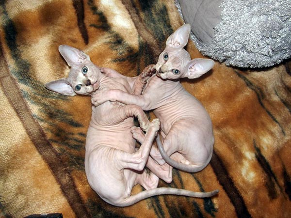 hairless sphynx cats