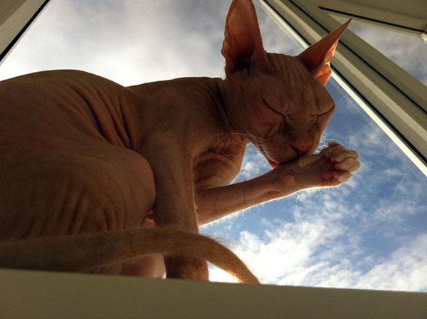 cute hairless cat