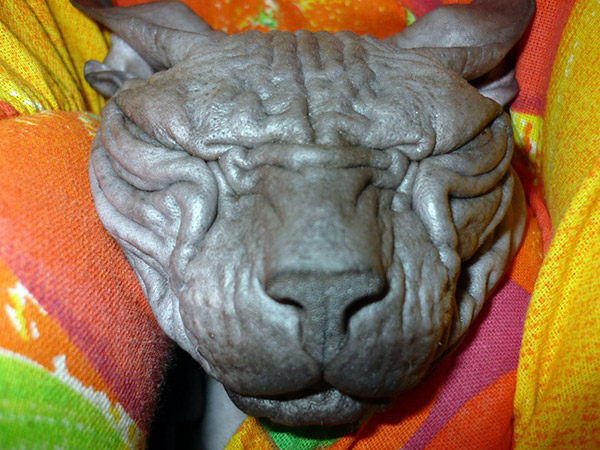 The Sphynx Cat Breed Is A Hairless Wonder