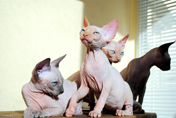 hairless cat breeds