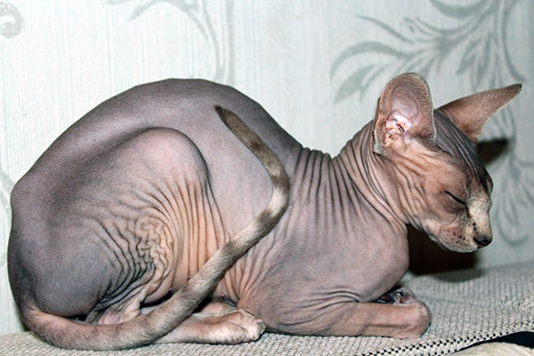 sphynx cat breed