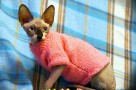 sphynx cat clothes