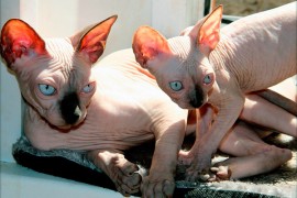 cat odor removal