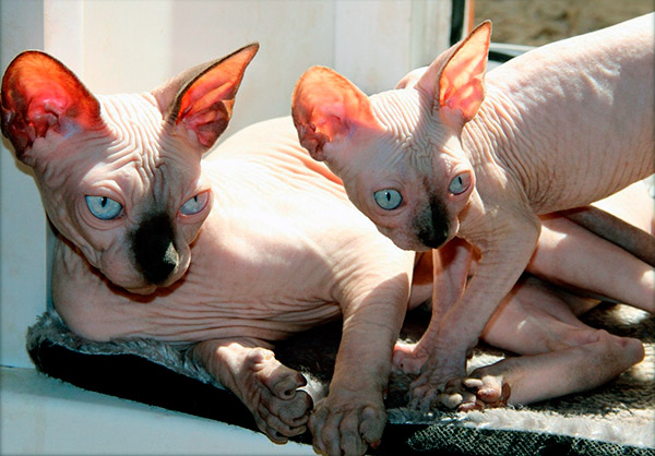 Choosing Suitable Cat Odor Removal Products for the Purpose