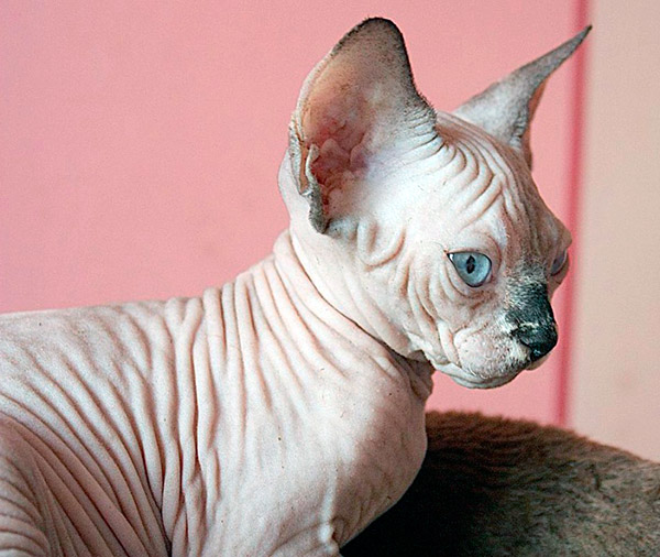 cats for people with allergies