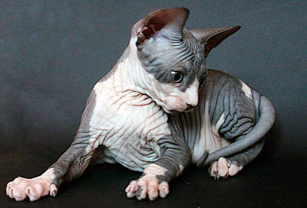 hairless cat breeds