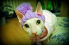 hairless cats and allergies