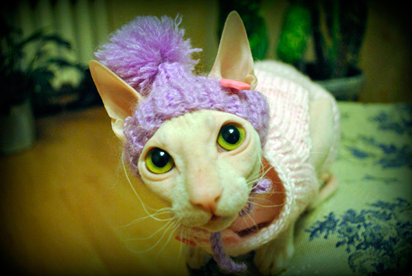 Bringing Home a Hypoallergenic Cat Would Meet Your Requirements for the Purrfect Pet