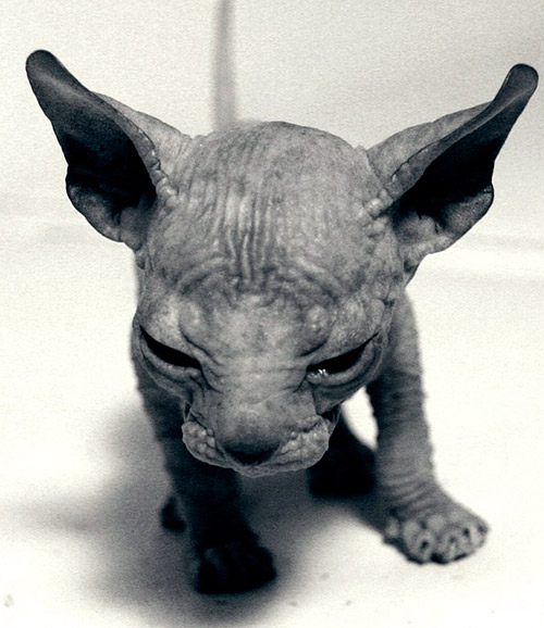 hairless elf cat