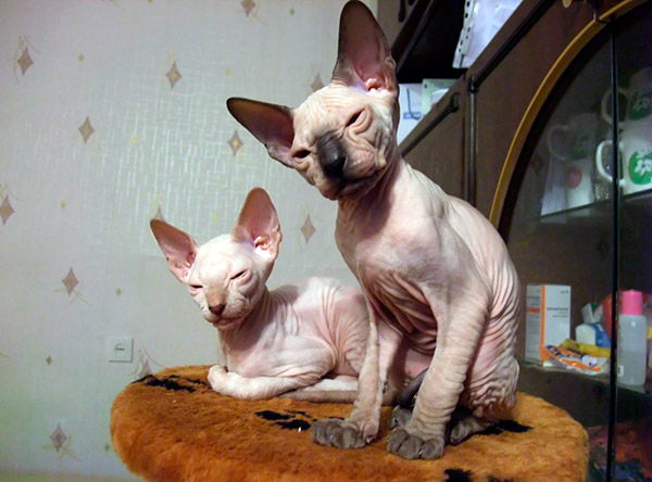 hypoallergenic cat breeds