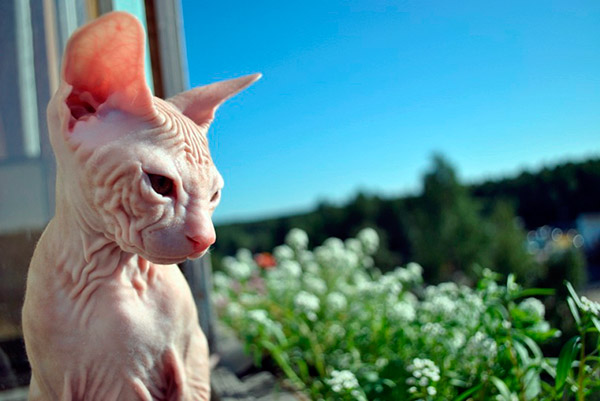 hypoallergenic cat