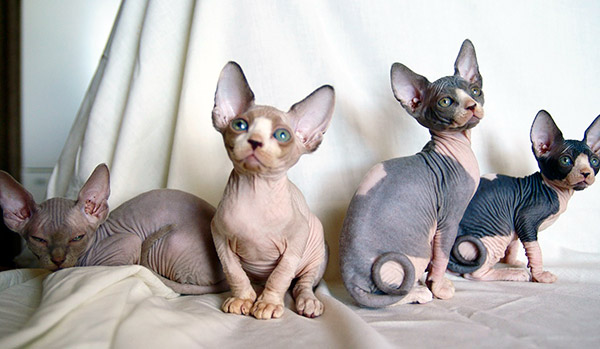 non allergic cats