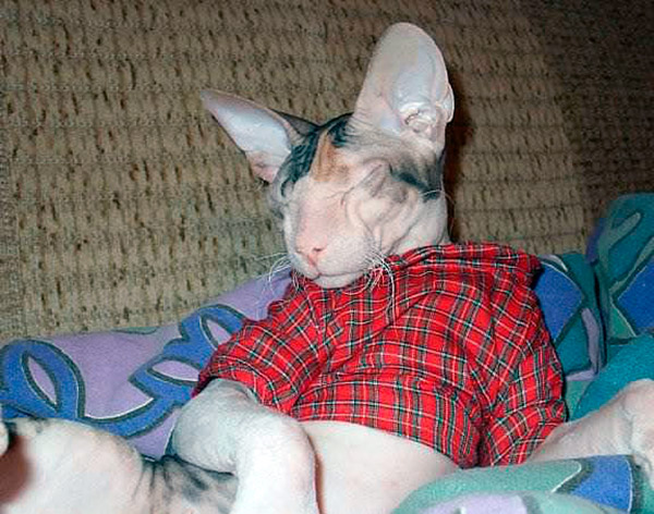 peterbald cat breed