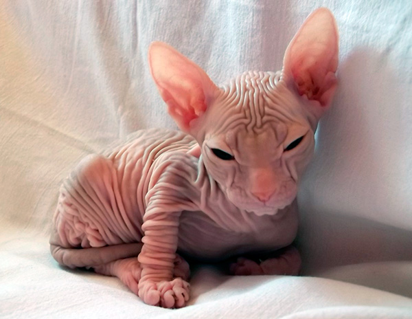 Understanding the Uniqueness of Hairless Cat Breeds in Choosing Your Pet